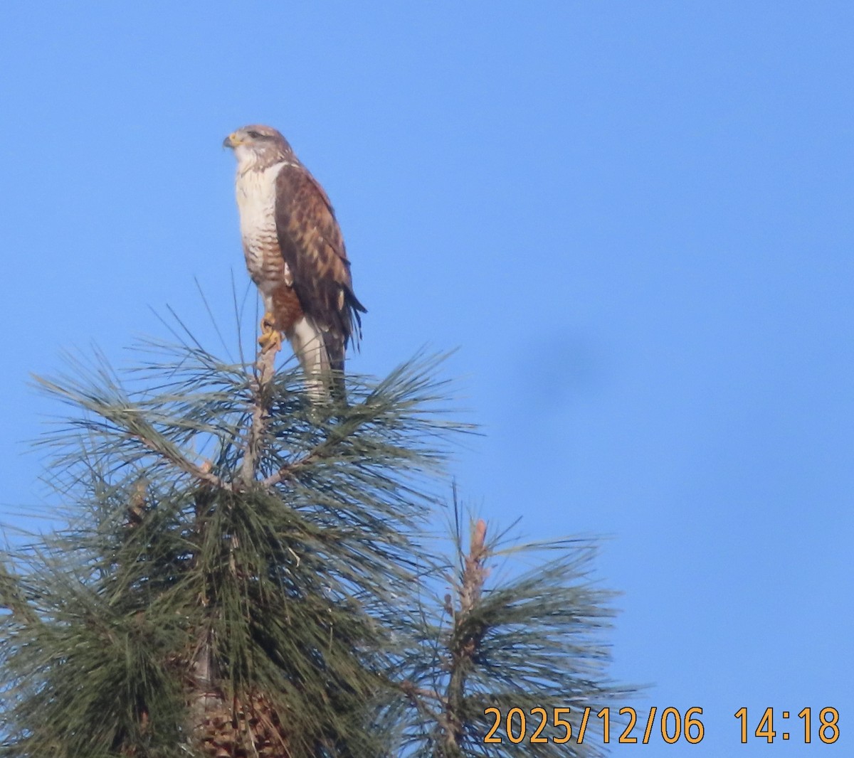 Busardo Herrumbroso - ML646482246