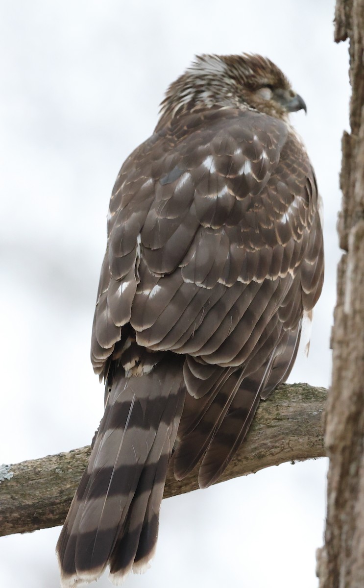 Gavilán de Cooper - ML646482247