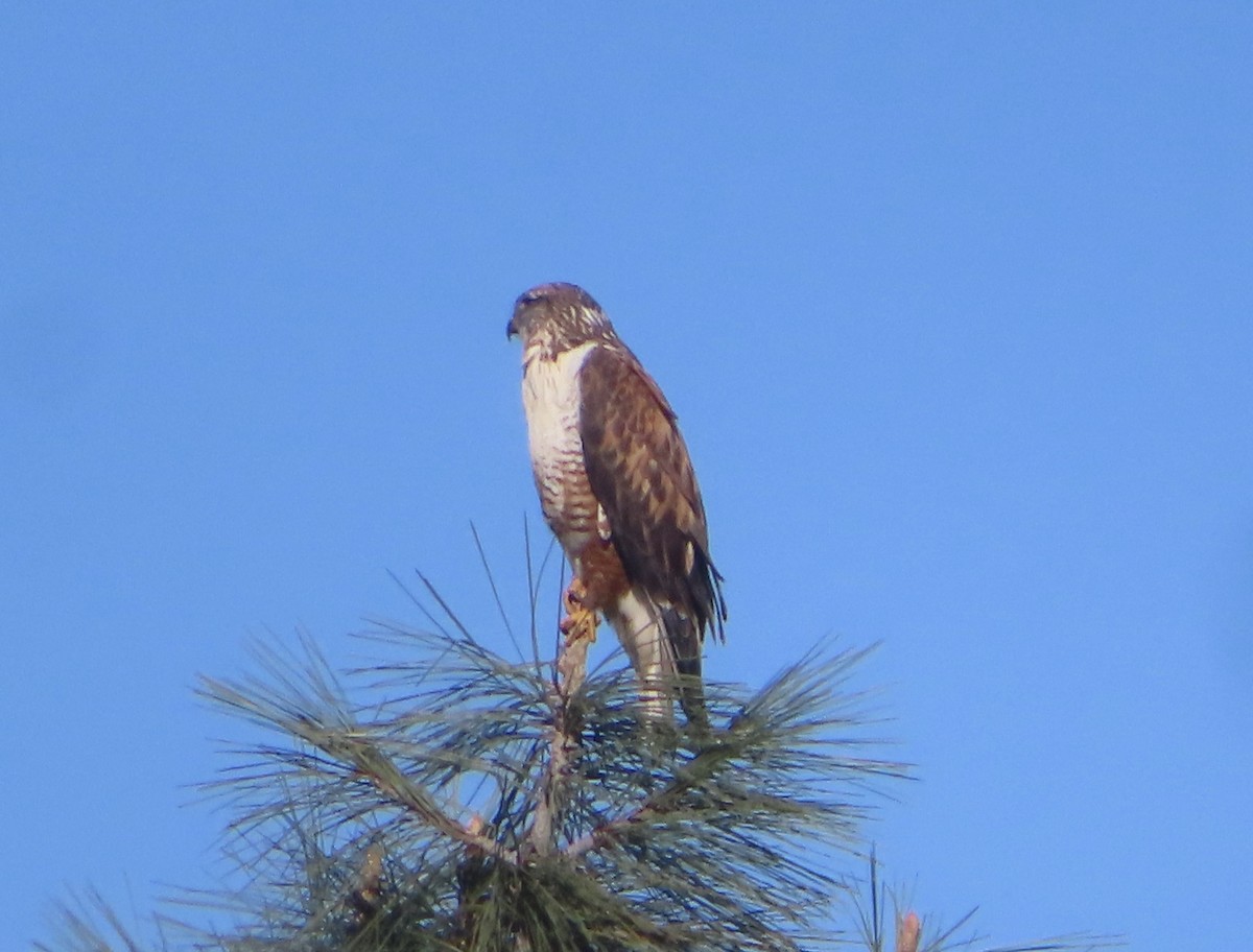 Busardo Herrumbroso - ML646482249