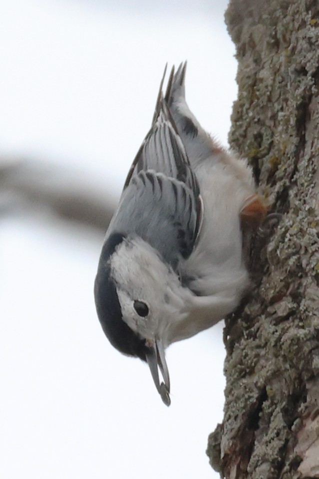 Trepador Pechiblanco - ML646482250