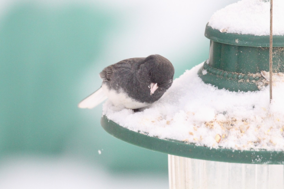 Junco Ojioscuro (Pizarroso) - ML646482251