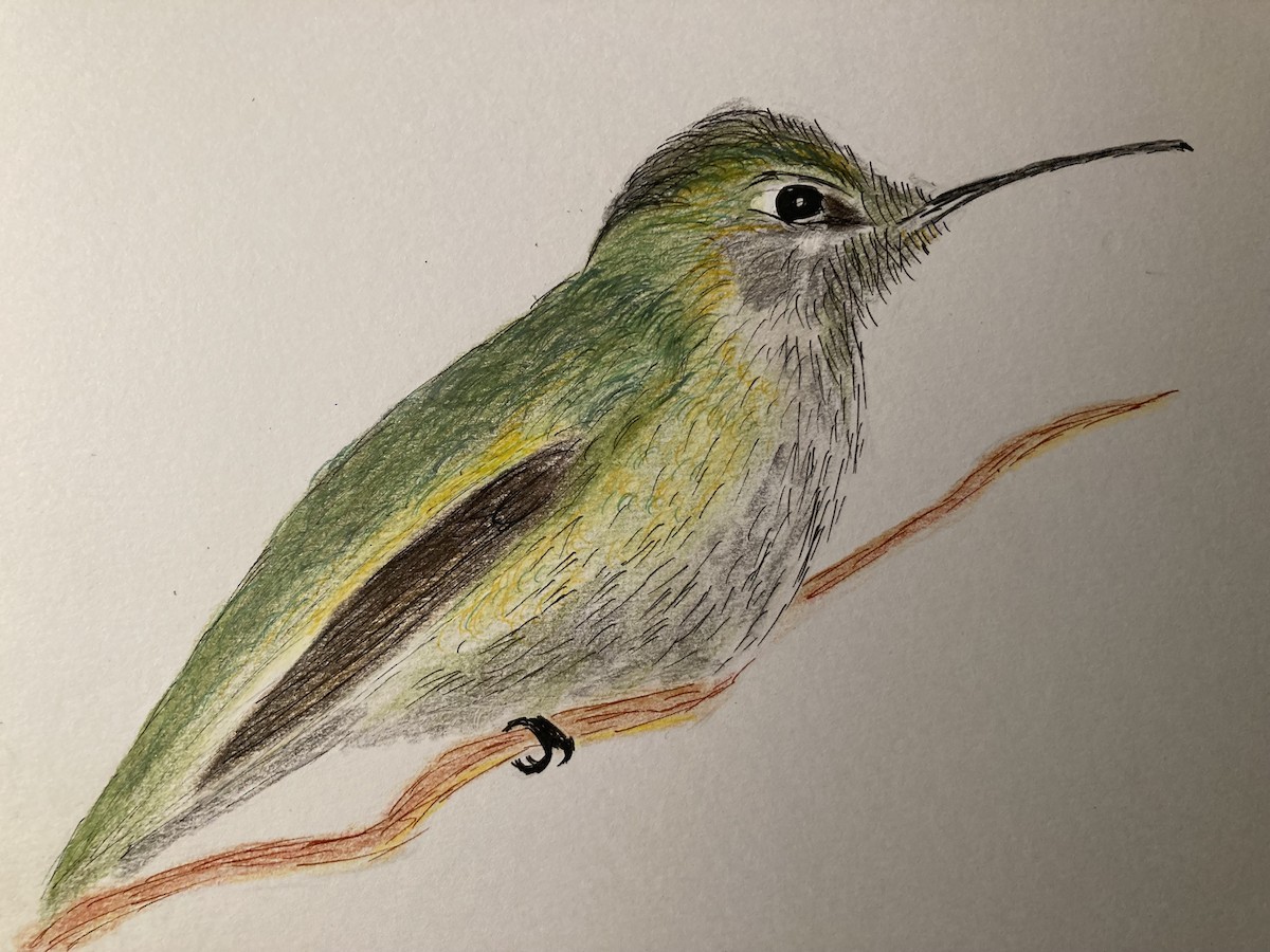 Colibrí de Anna - ML646482253