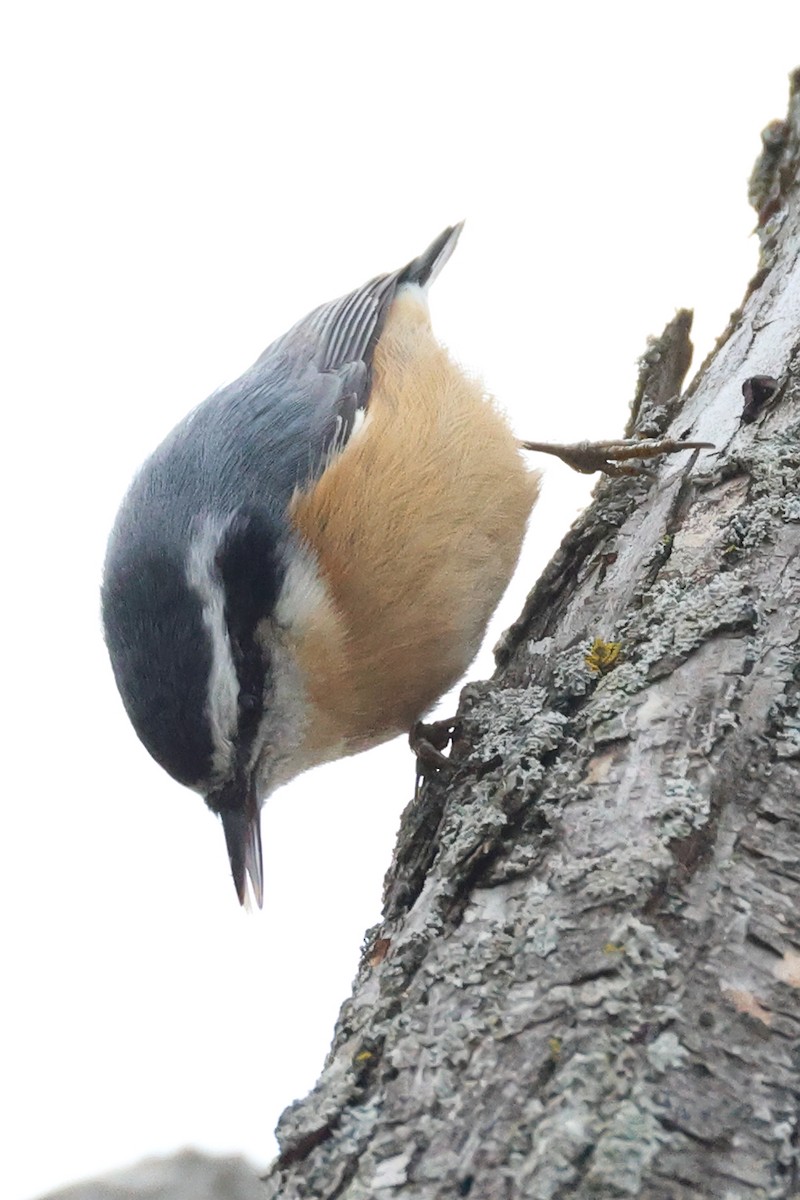 Trepador Canadiense - ML646482254