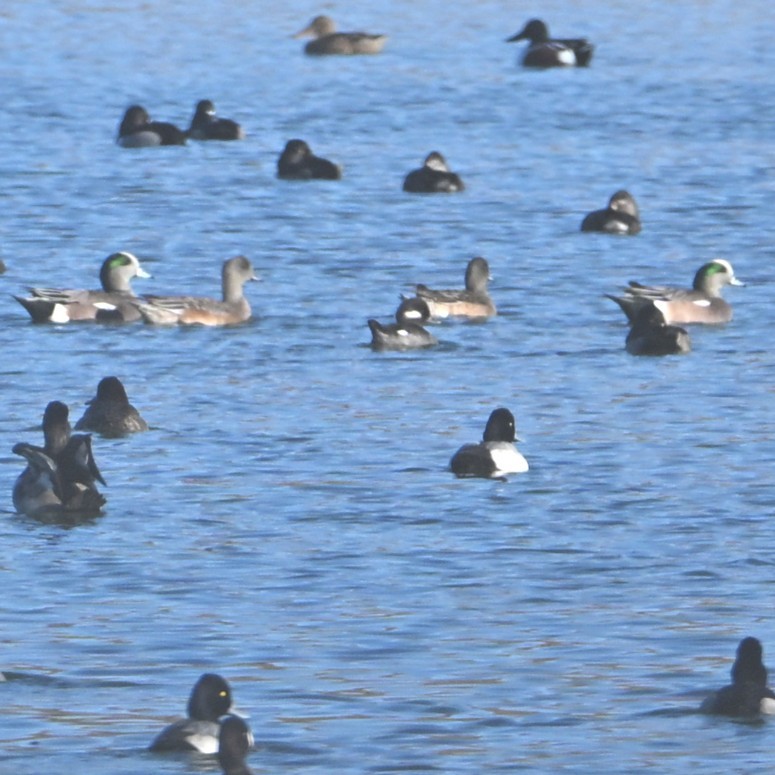 Silbón Americano - ML646482256