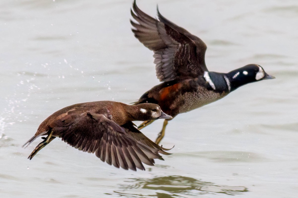 Pato Arlequín - ML646482258