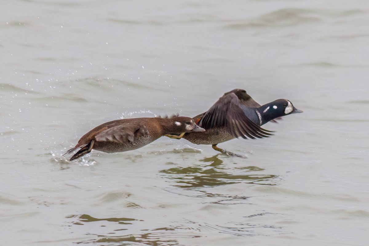 Pato Arlequín - ML646482259