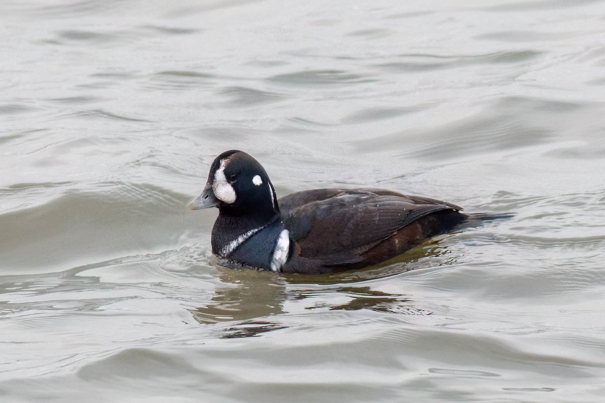 Pato Arlequín - ML646482261