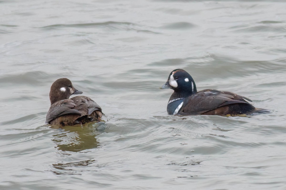 Pato Arlequín - ML646482262