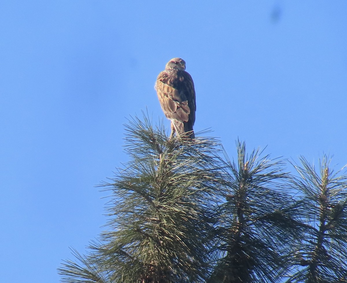 Ferruginous Hawk - ML646482265