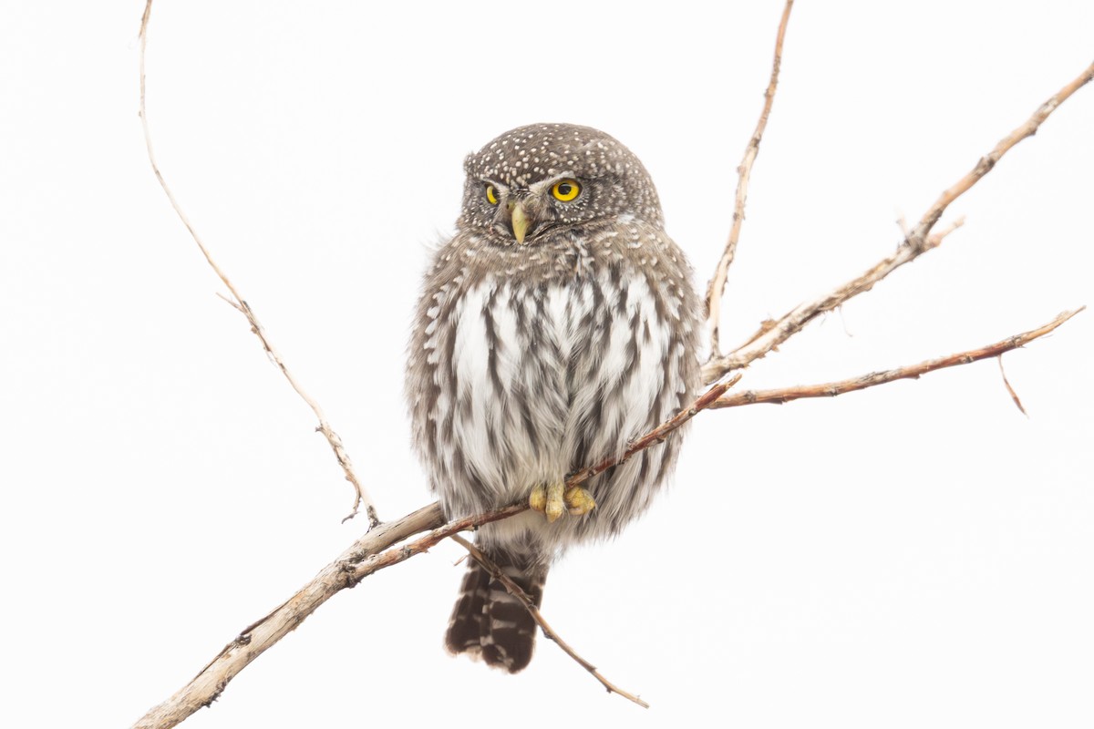 Northern Pygmy-Owl - ML646482266