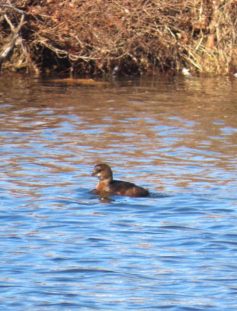 オビハシカイツブリ - ML646482269