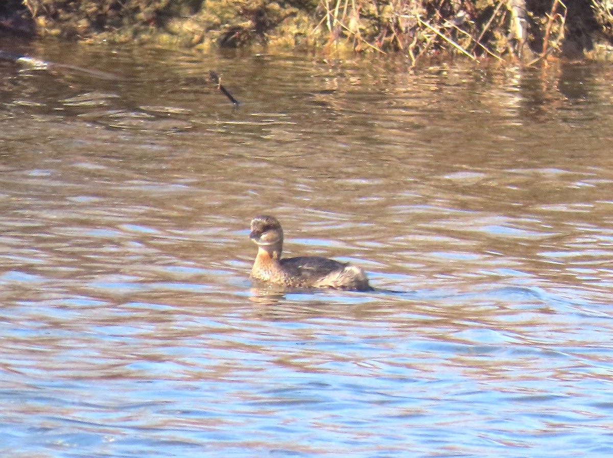 オビハシカイツブリ - ML646482270