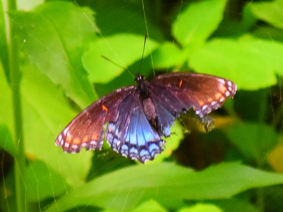 Red-spotted Admiral - ML646482271