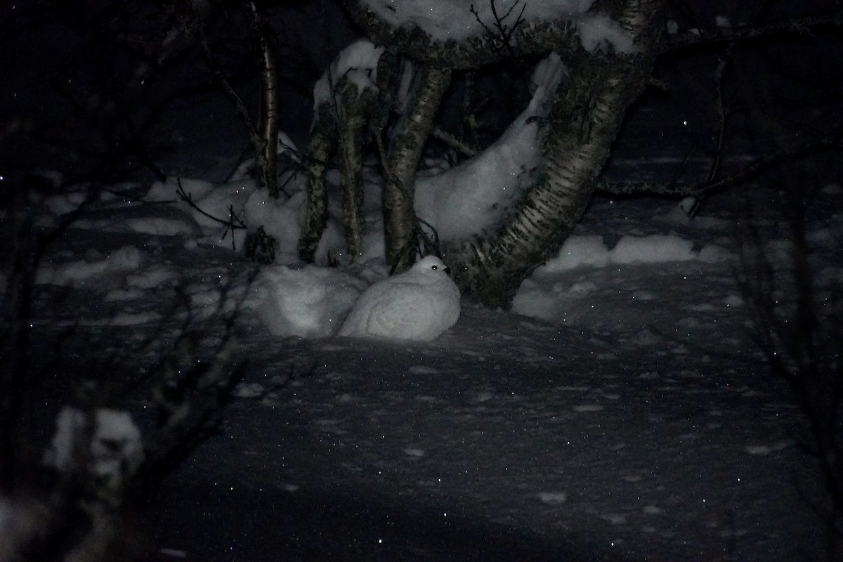 Lagópodo Común - ML646482276