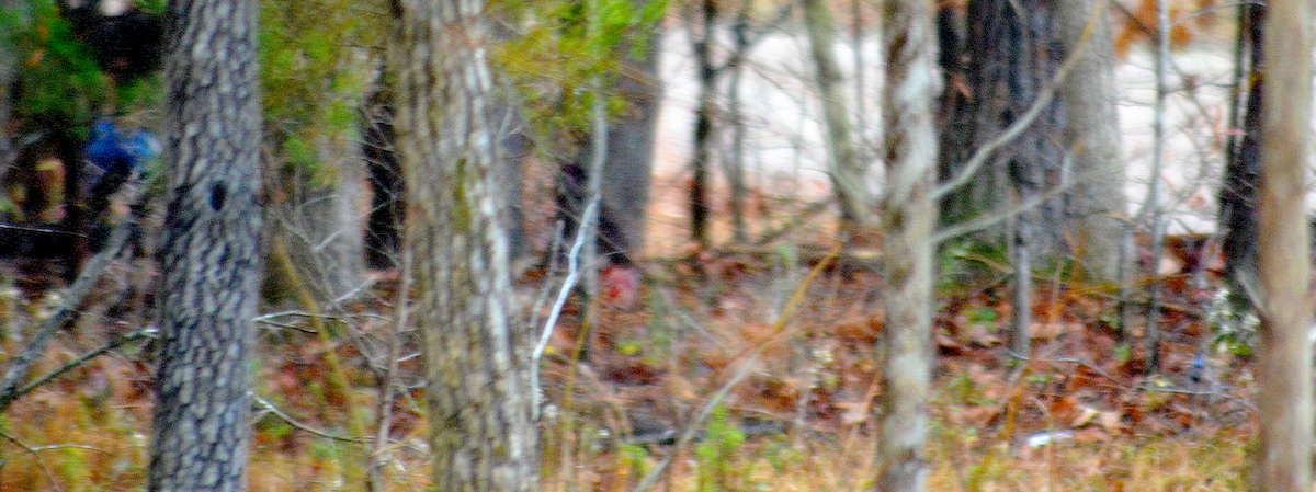 Blue Jay - ML646482283