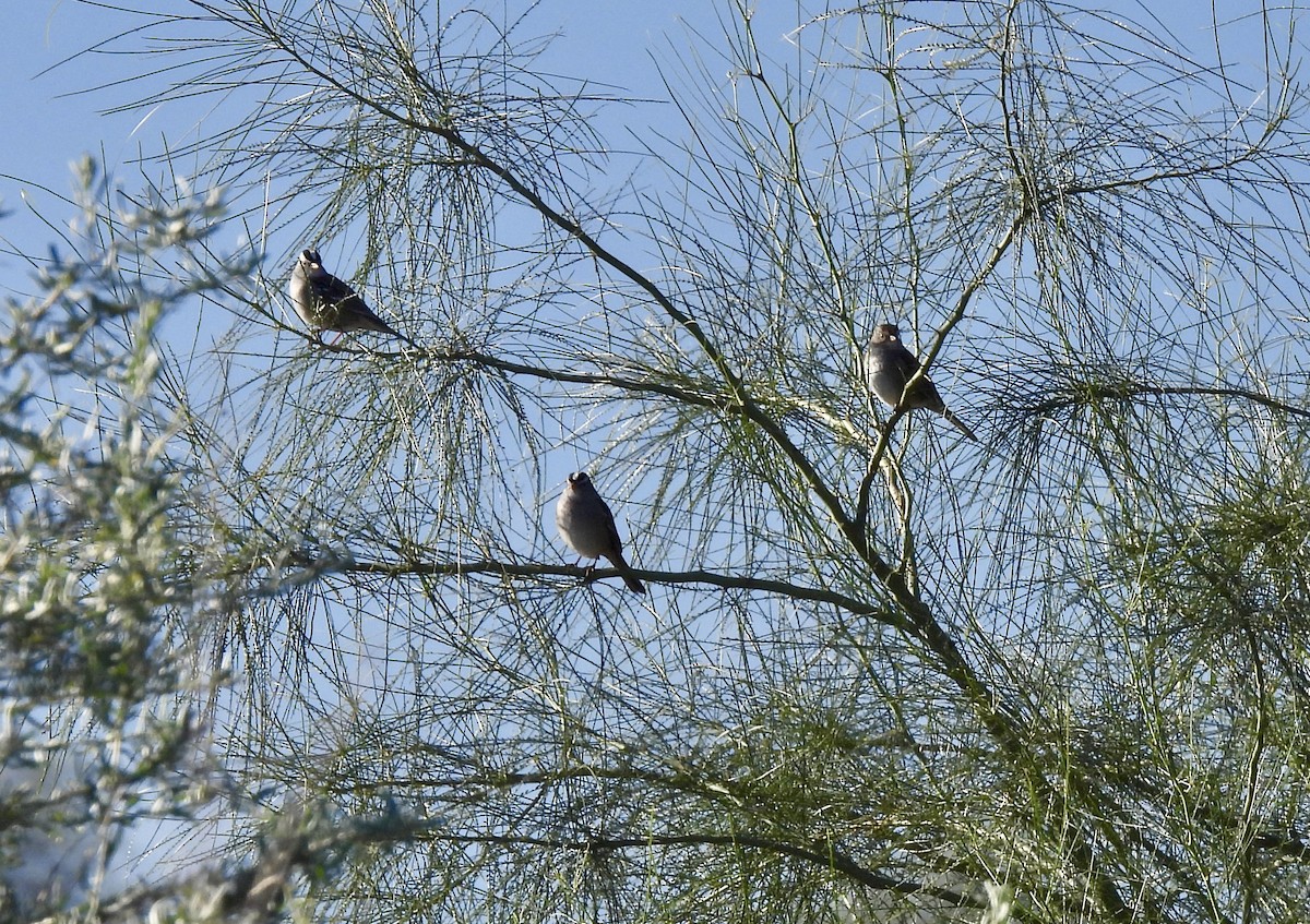 strnadec bělopásý - ML646482298