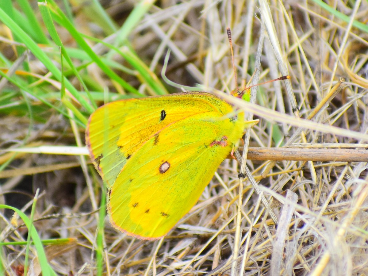 Orange Sulphur - ML646482299