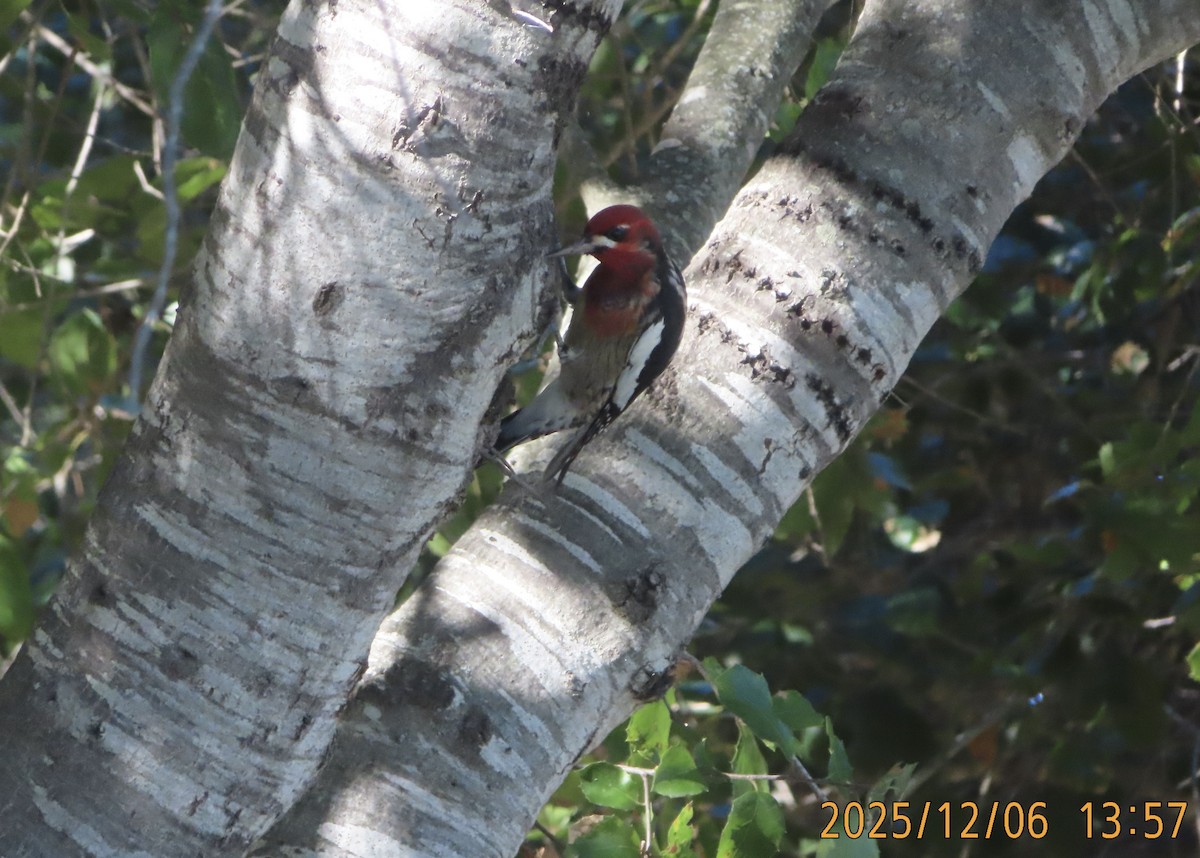 Red-breasted Sapsucker - ML646482300