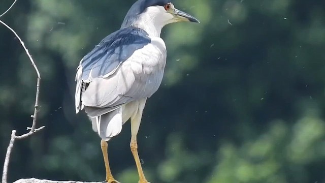Black-crowned Night Heron - ML646482302