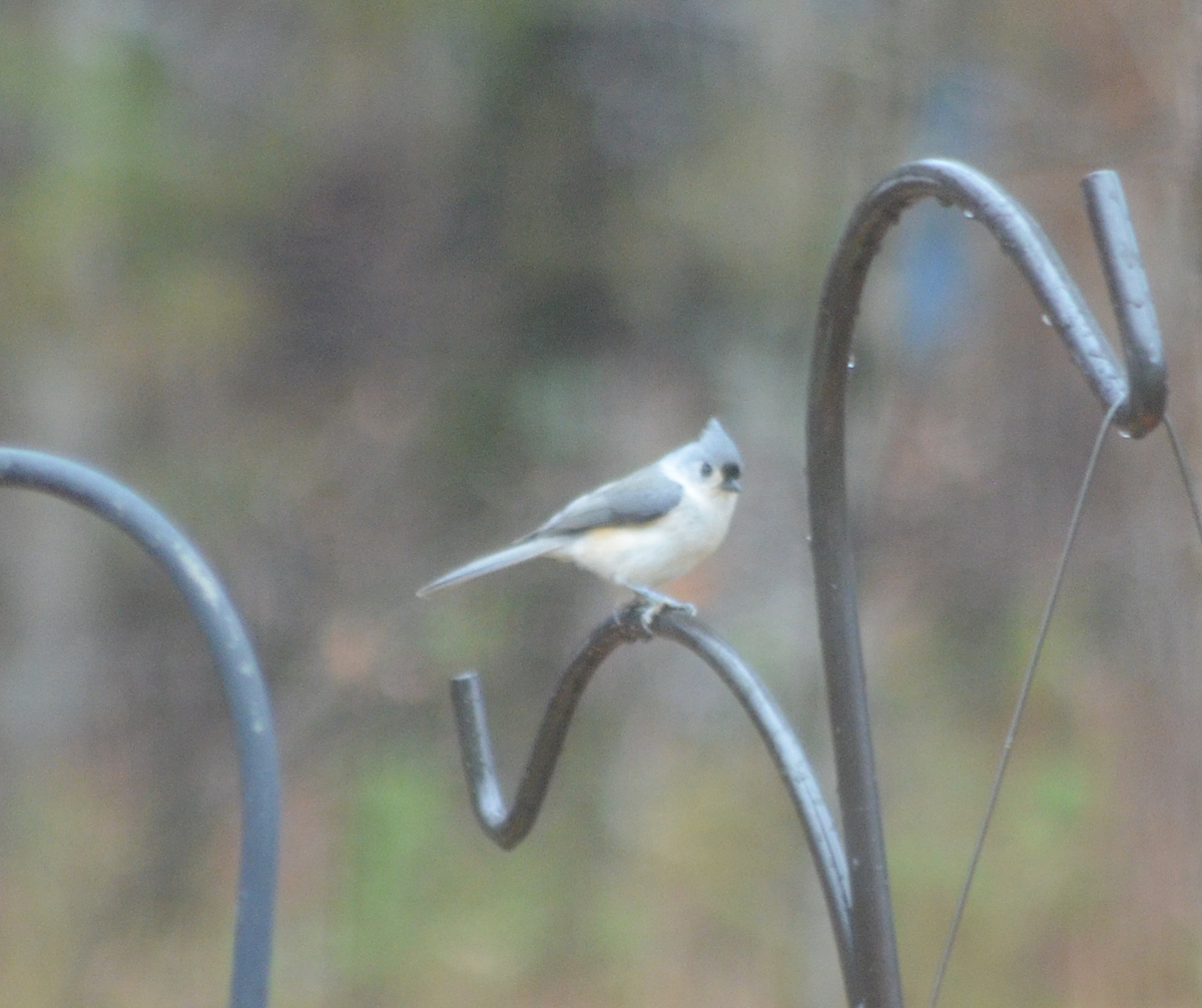 Tufted Titmouse - ML646482316