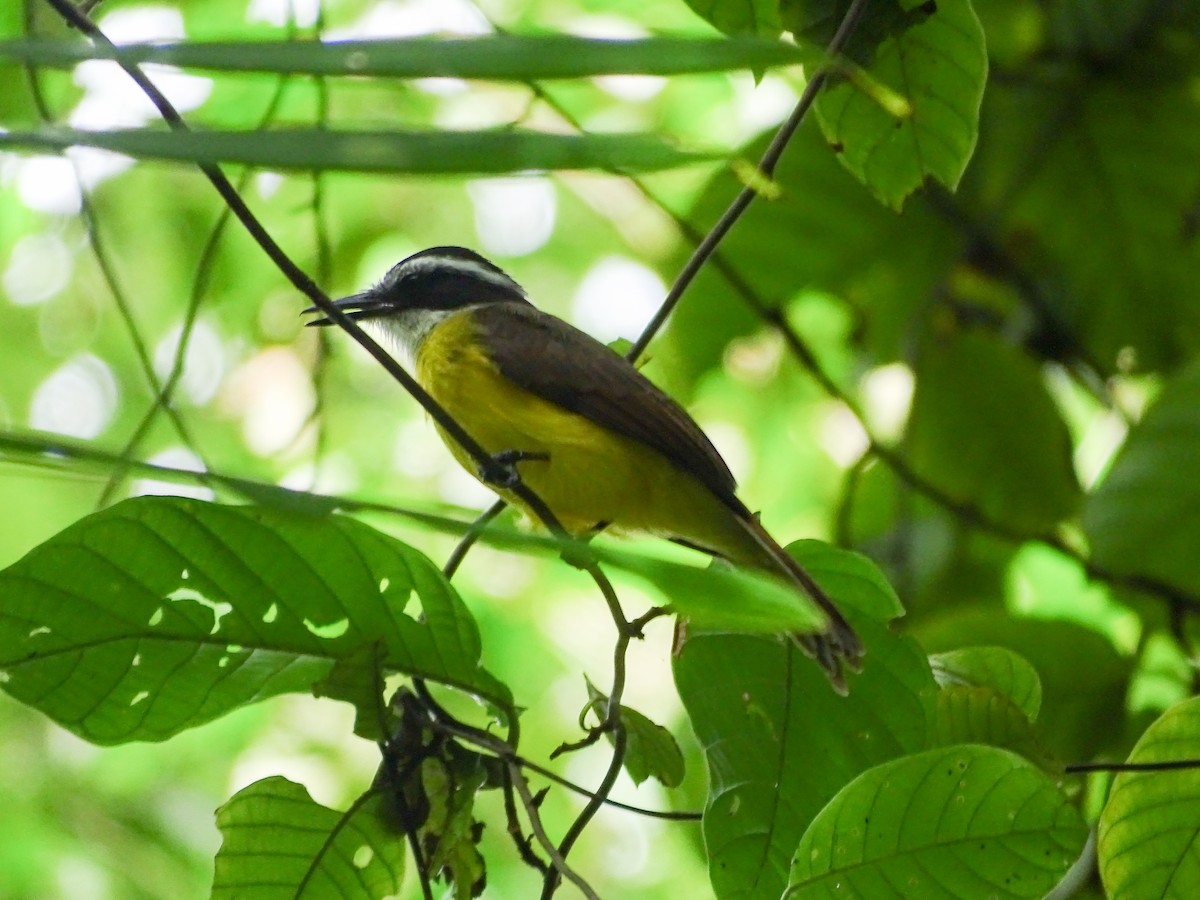 Lesser Kiskadee - ML646482317