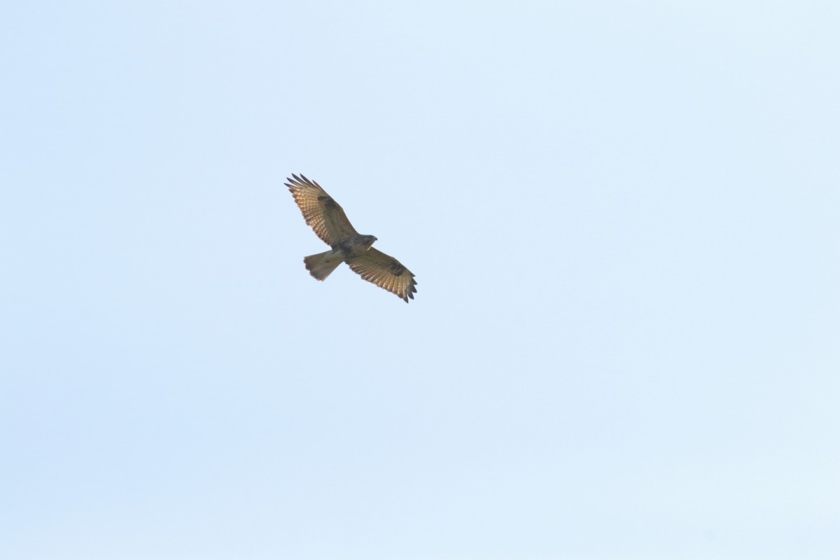 Eastern Buzzard - ML646482323