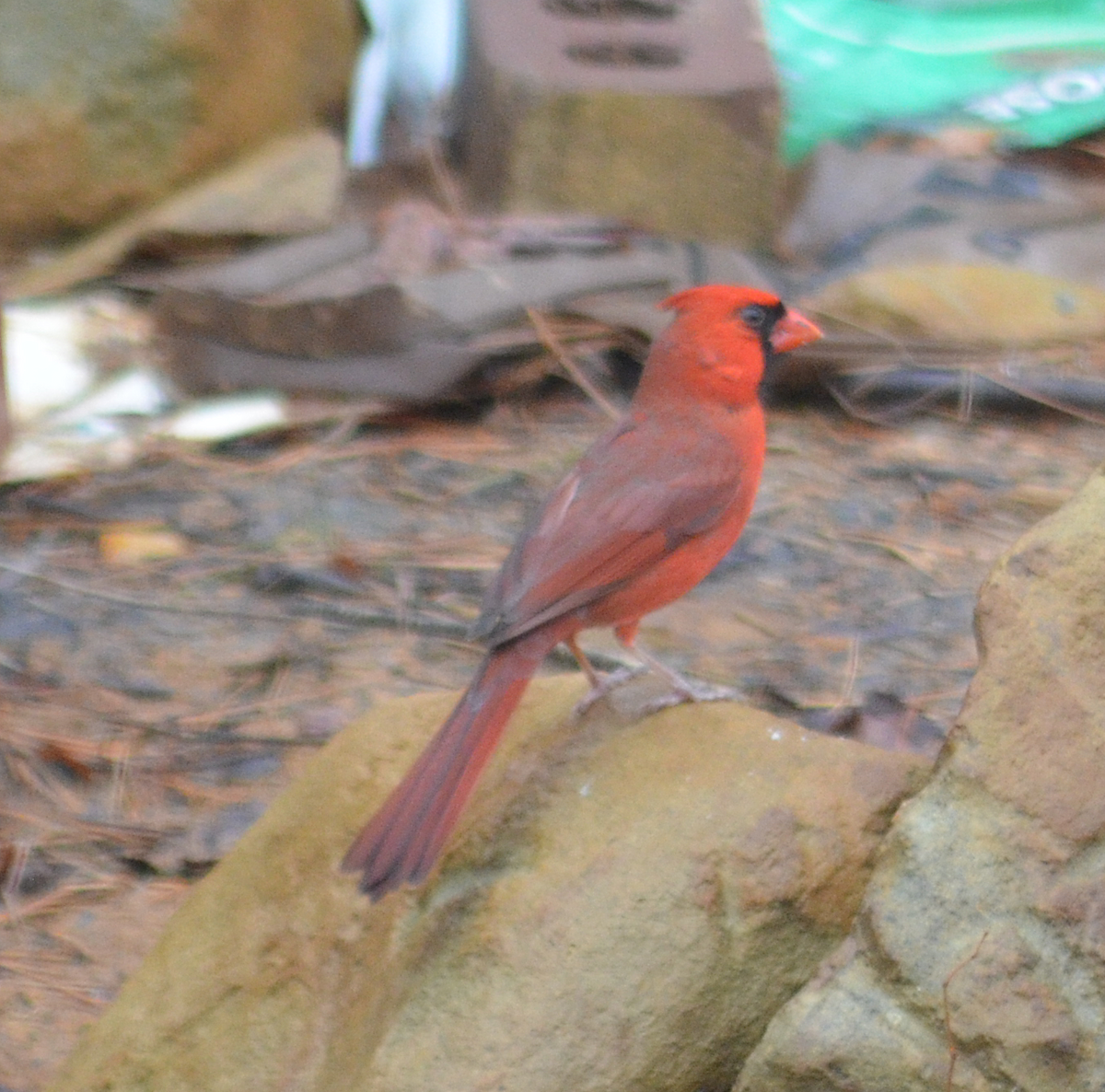 Northern Cardinal - ML646482324