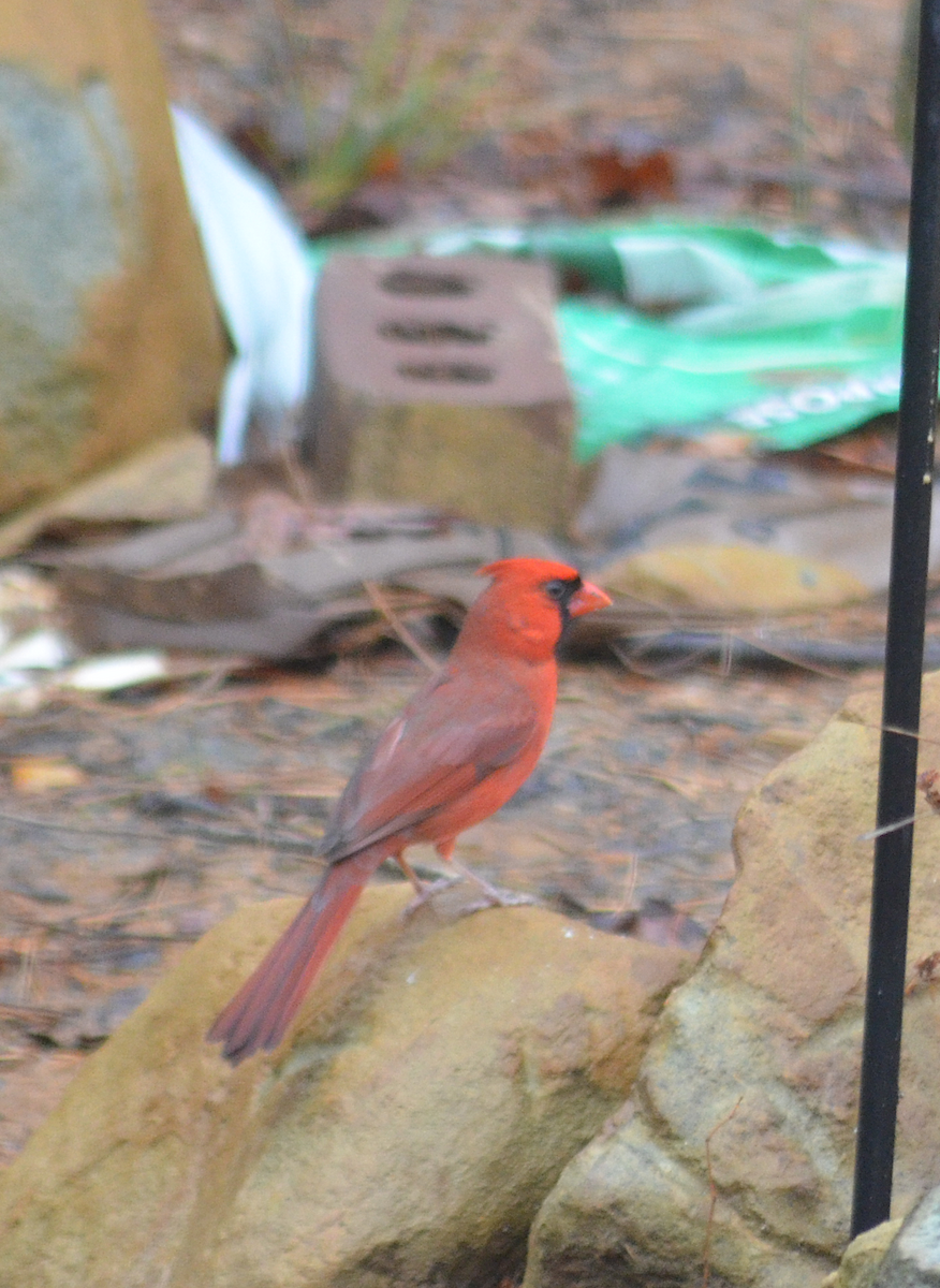 Northern Cardinal - ML646482325