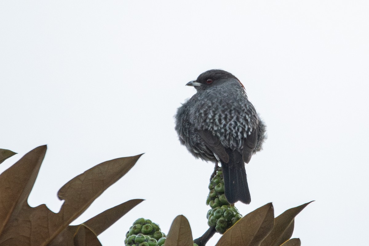 Red-crested Cotinga - ML646482326