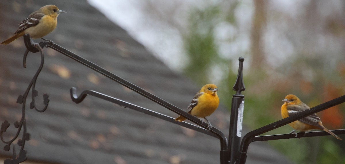 Baltimore Oriole - ML646482328