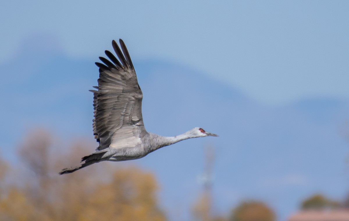 Sandhill Crane - ML646482329