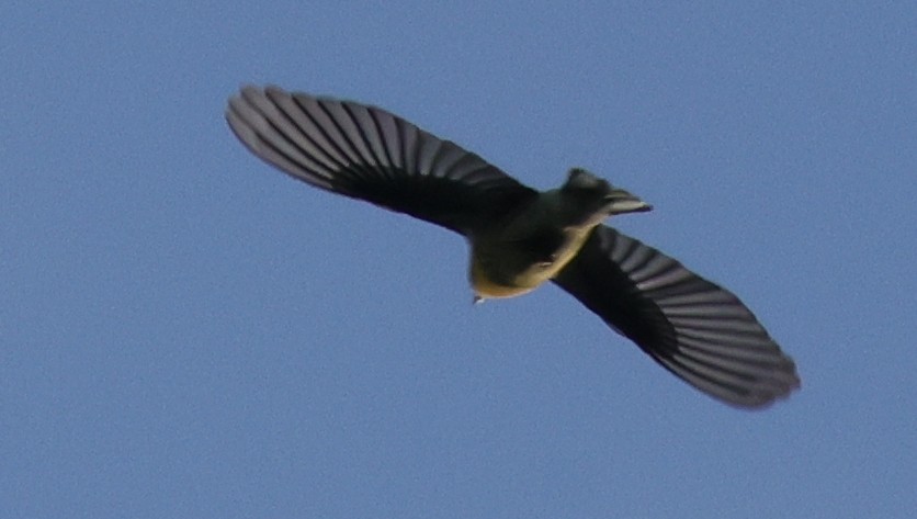 Blackburnian Warbler - ML646482330