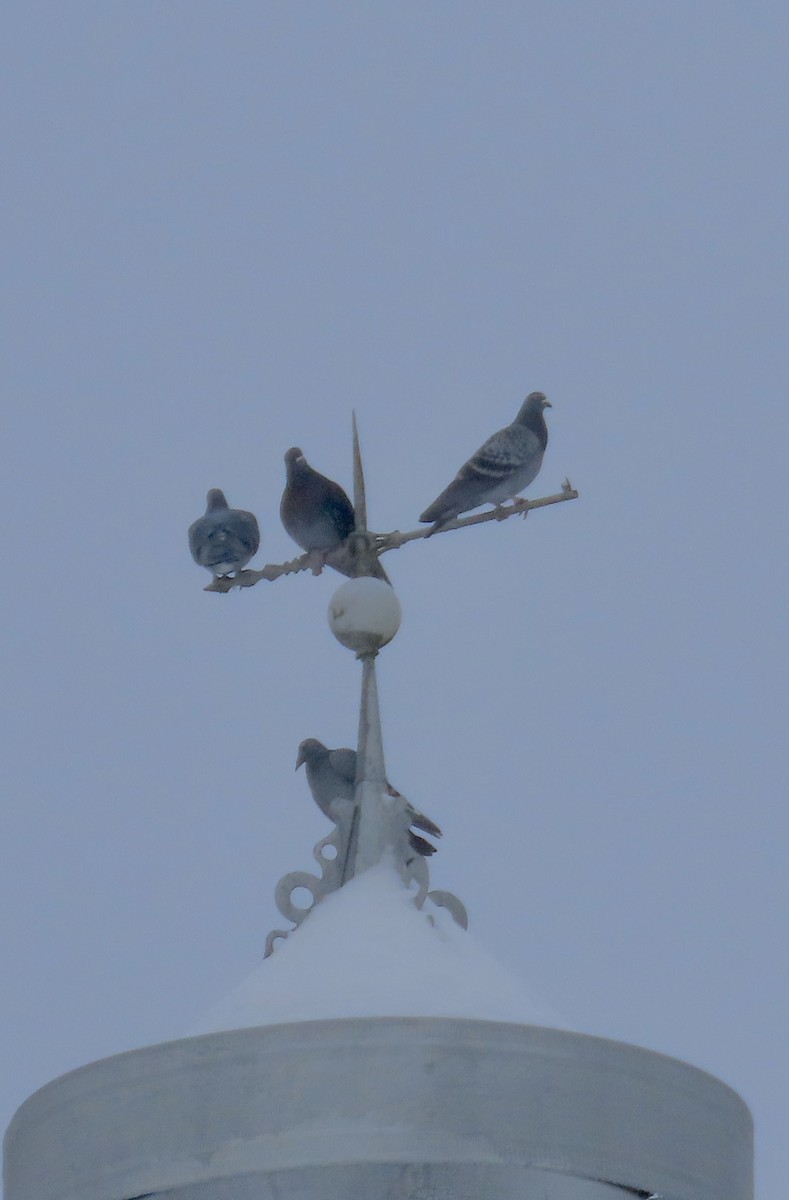 Rock Pigeon (Feral Pigeon) - ML646482331