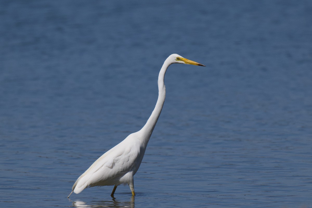 Great Egret - ML646482332