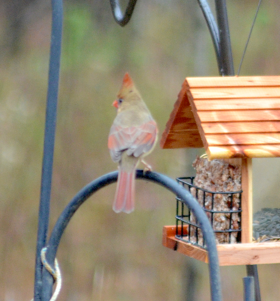 Northern Cardinal - ML646482333