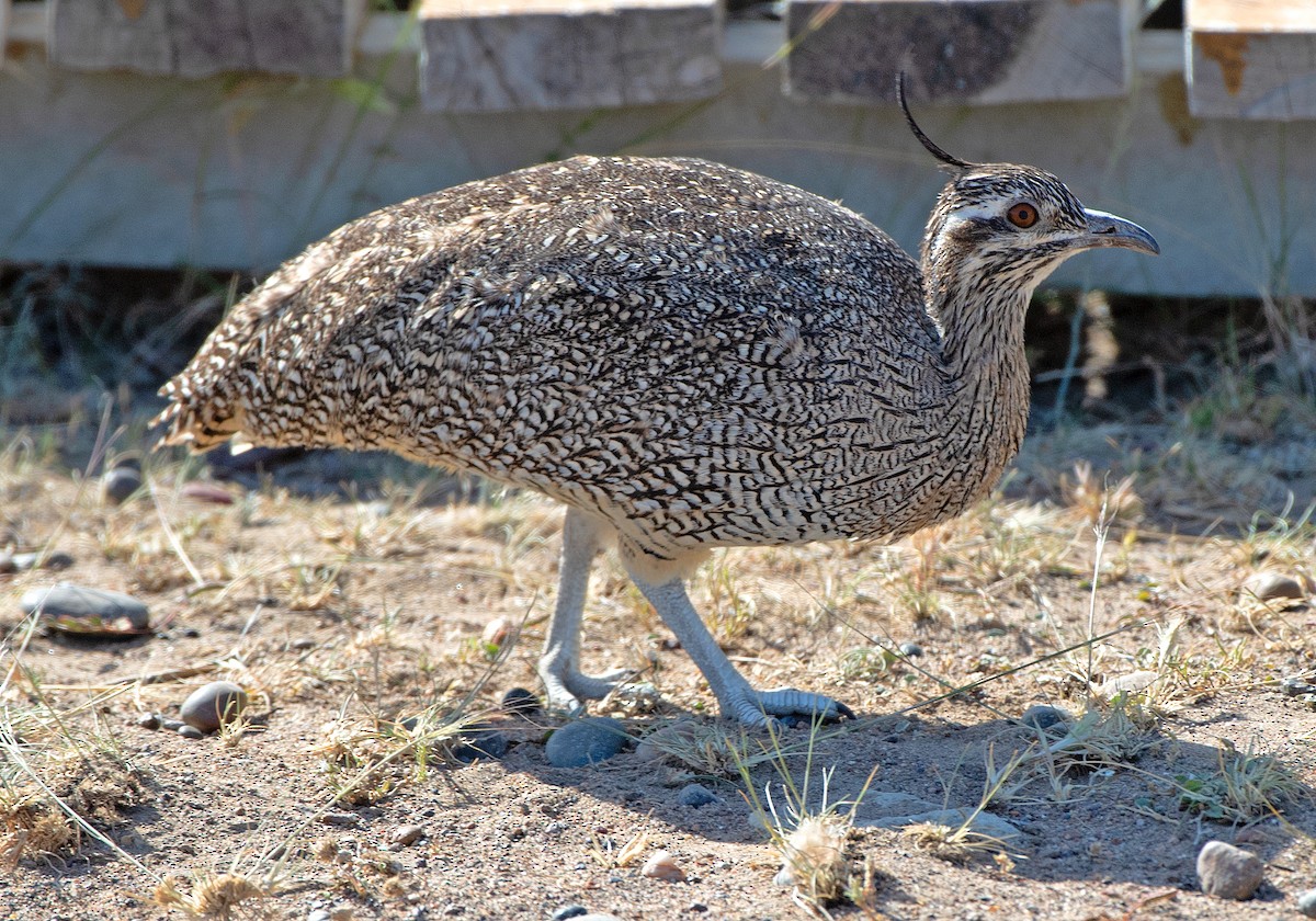 Elegant Crested-Tinamou - ML646482334