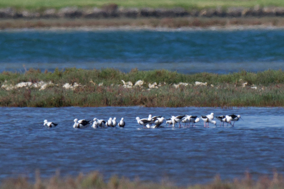 Banded Stilt - ML646482335