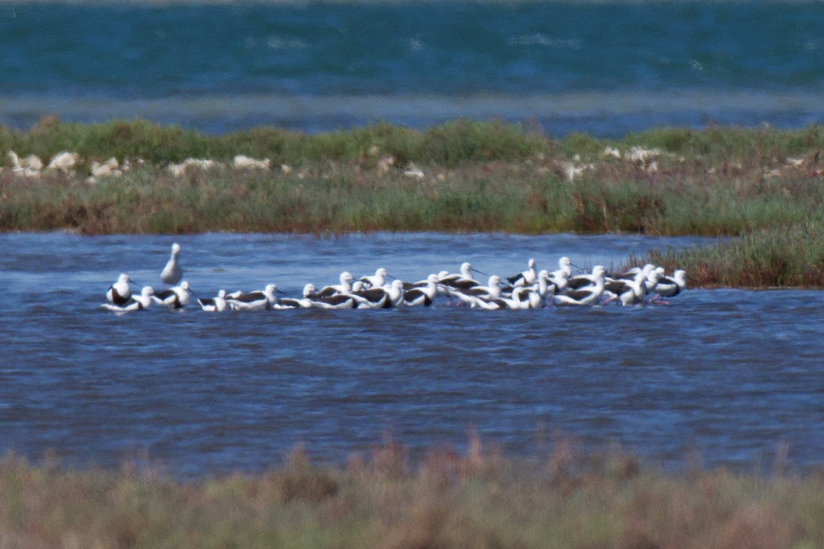 Banded Stilt - ML646482339