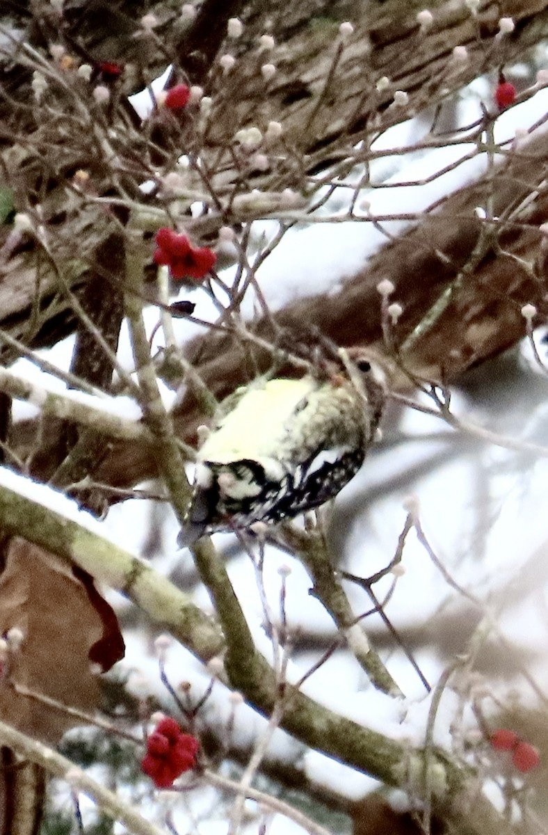 Yellow-bellied Sapsucker - ML646482341