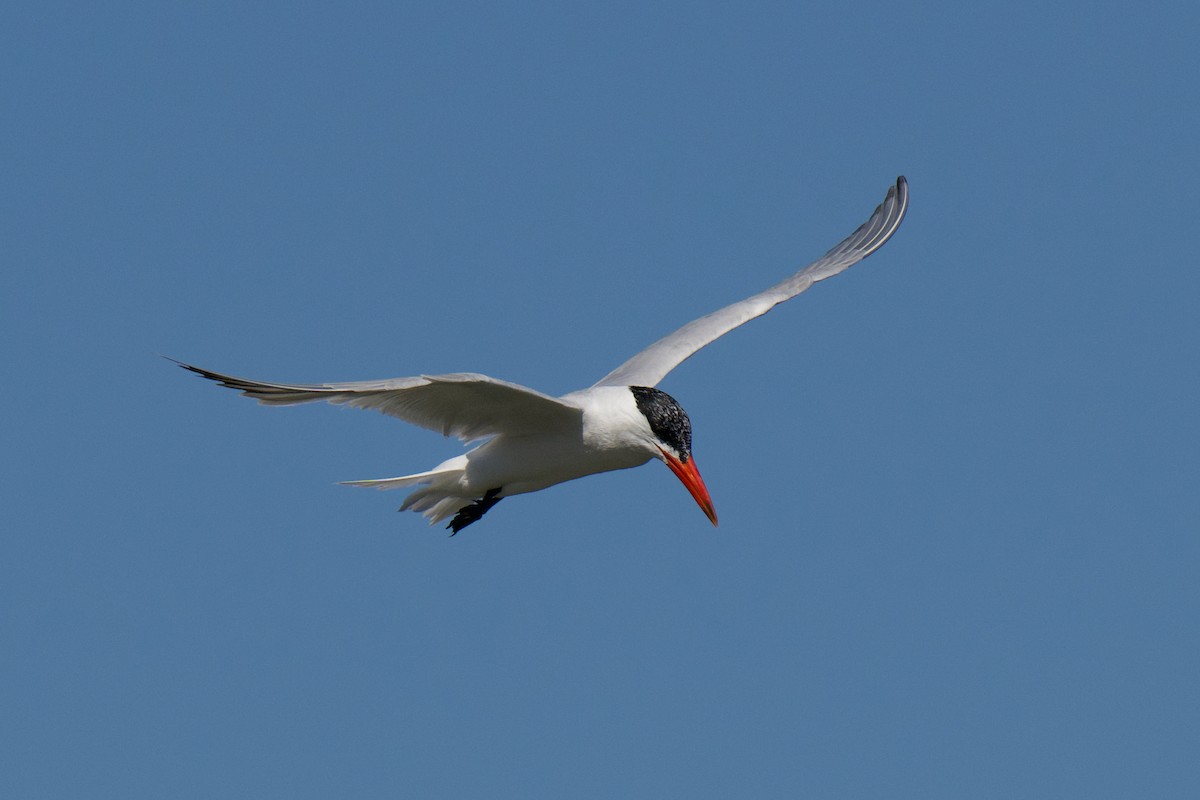 Caspian Tern - ML646482342