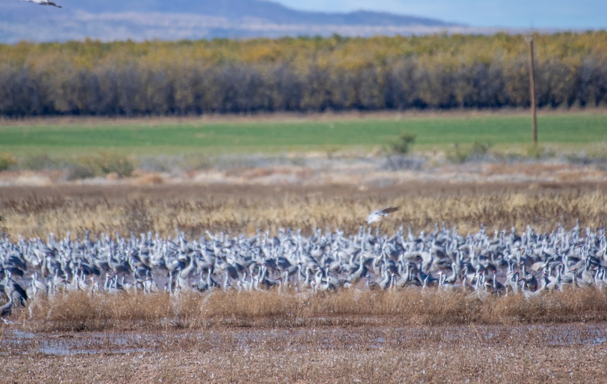Sandhill Crane - ML646482343