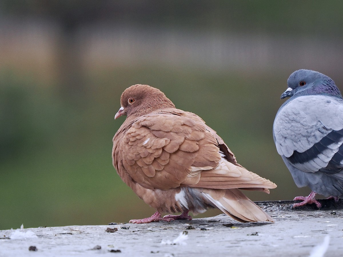 Rock Pigeon (Feral Pigeon) - ML646482345