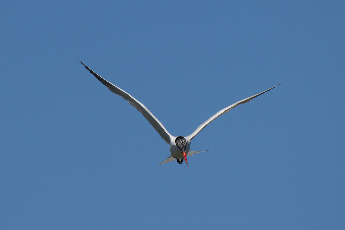 Caspian Tern - ML646482346
