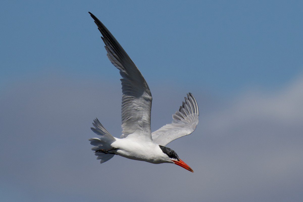 Caspian Tern - ML646482347
