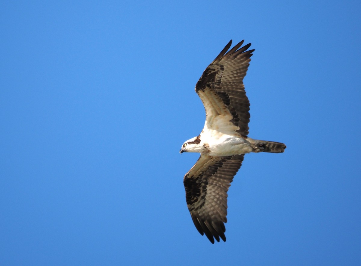 Osprey - ML646482348