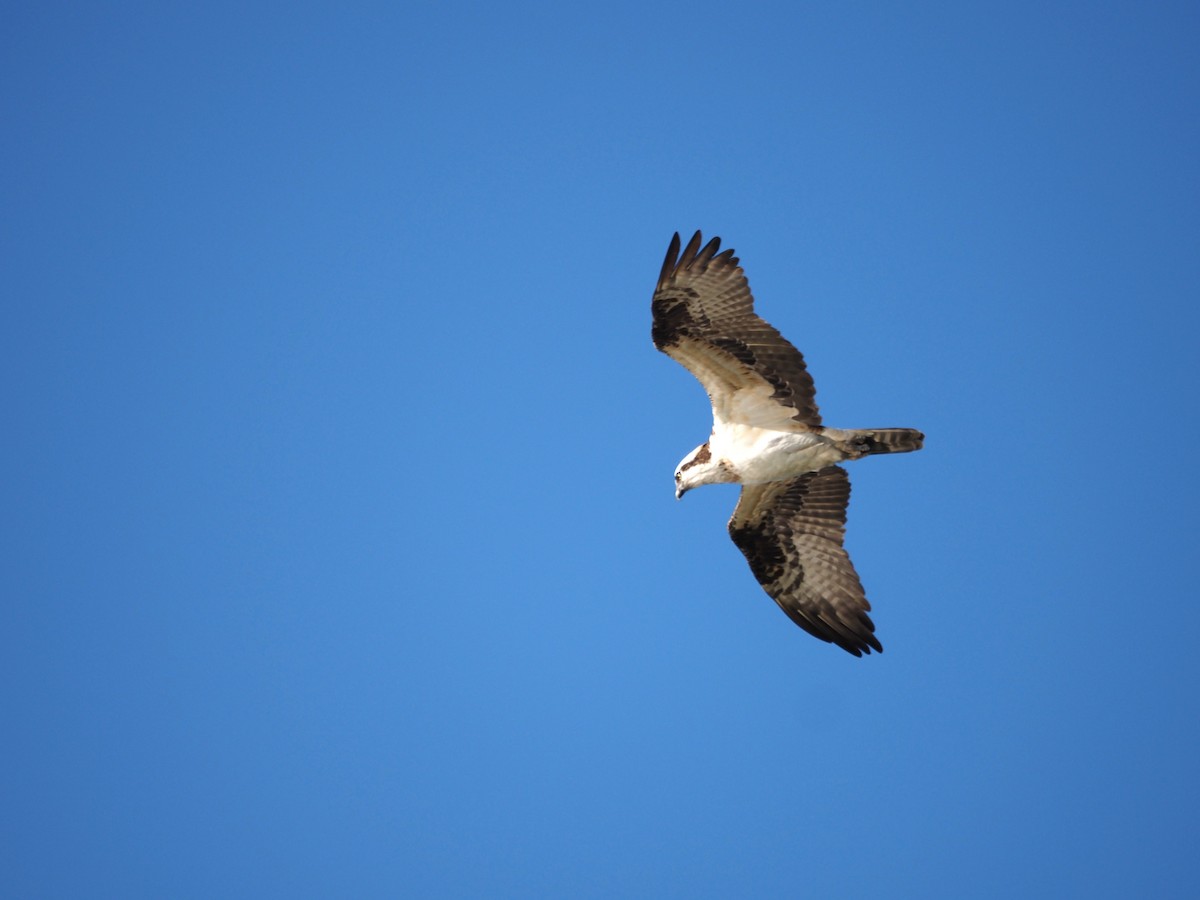Osprey - ML646482349