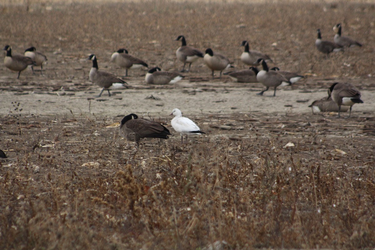 Ross's Goose - ML646482350