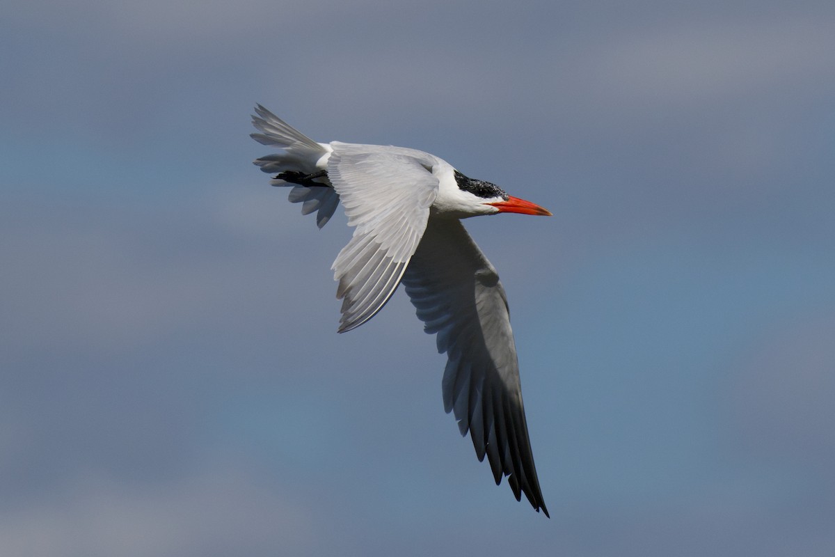 Caspian Tern - ML646482351