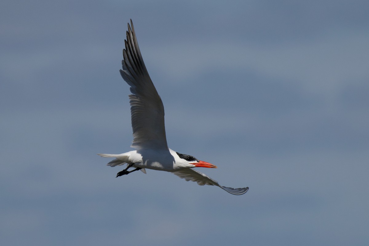 Caspian Tern - ML646482352
