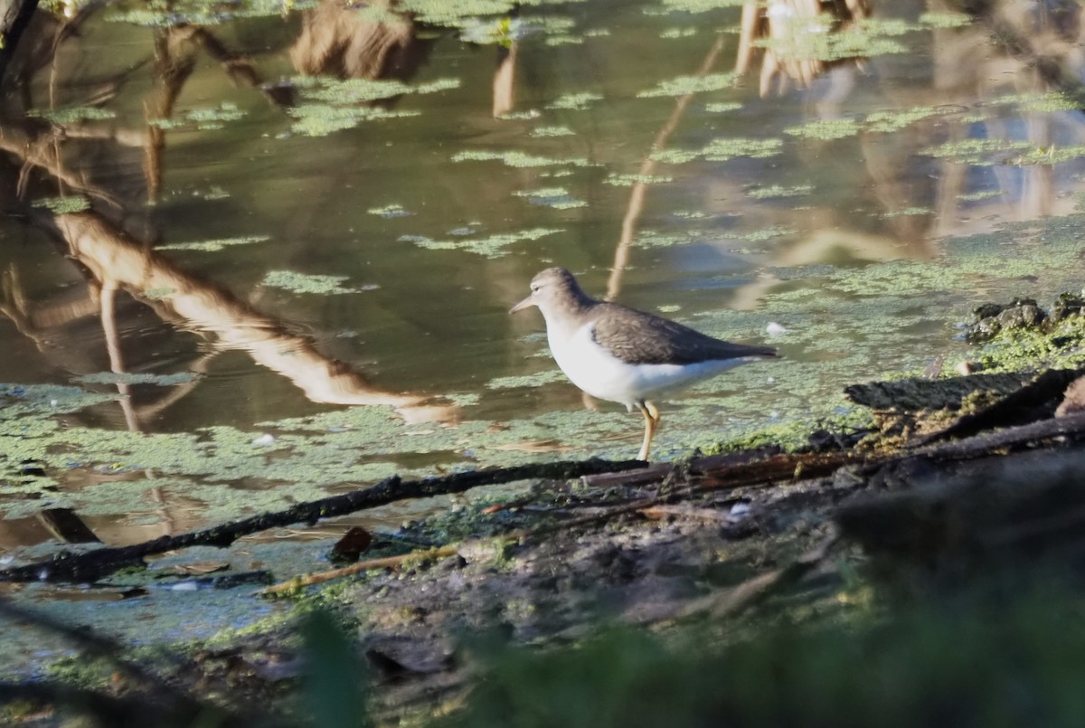 Spotted Sandpiper - ML646482353